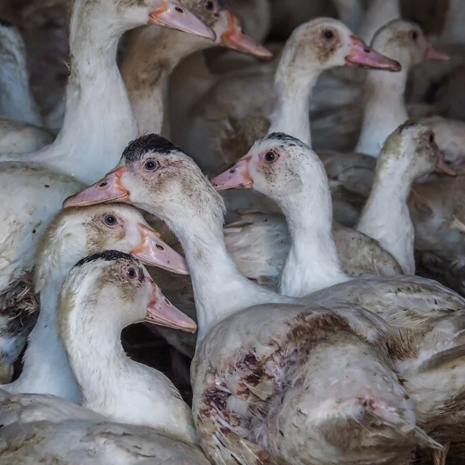 Jonge eendjes zonder moeder